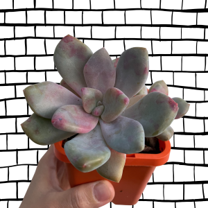 Branded Coffee Mug With Plant | Local Business Promotion Gifts